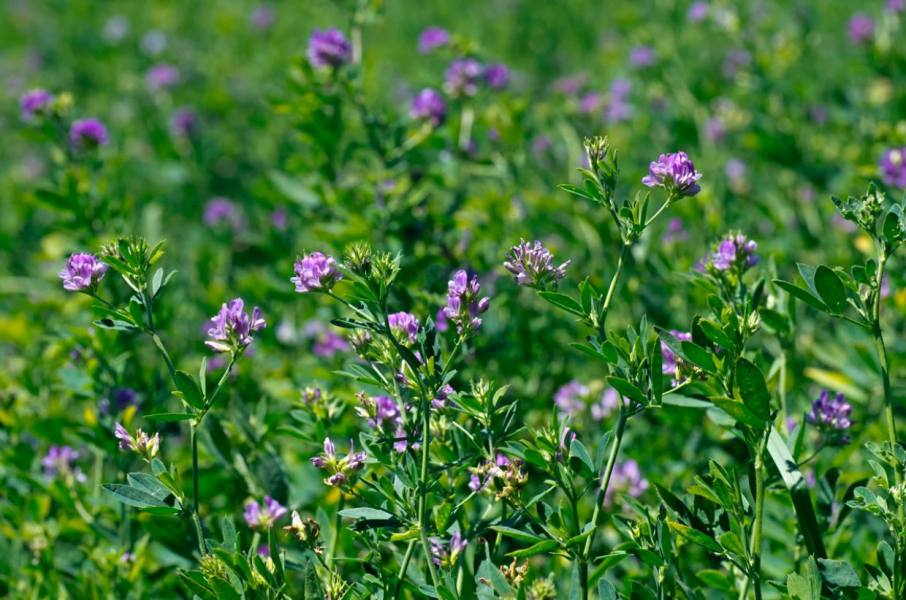 Alfalfa La Forrajera Capaz De Enfrentar El Déficit Hídrico Infosudoeste