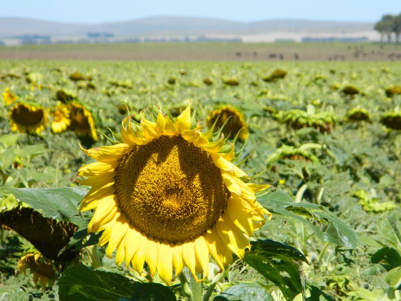 La cosecha de girasol cerró por debajo de los promedios - Infosudoeste